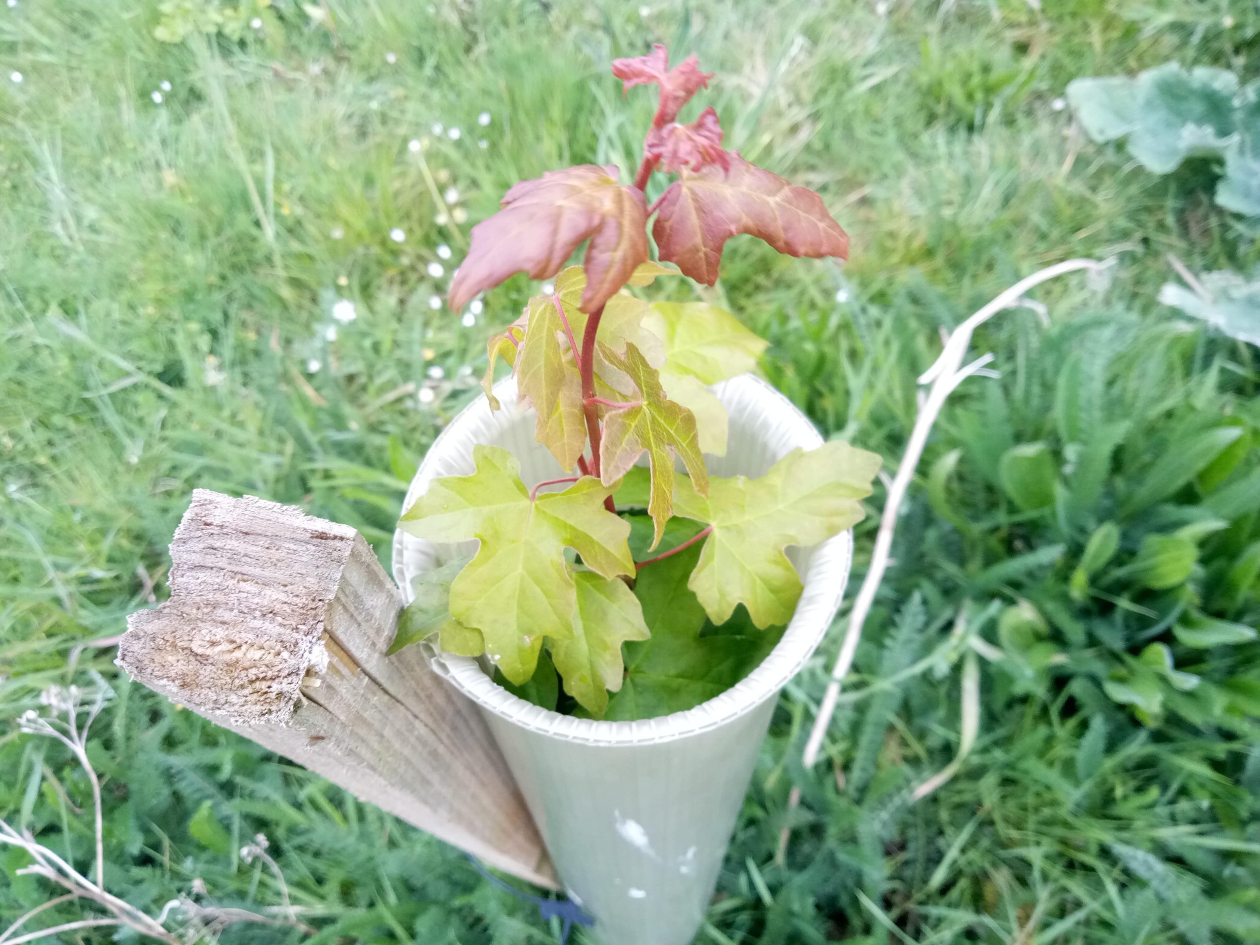 Dates for monthly tree maintenance events on public sites in the Adur area of Sussex announced