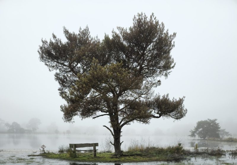 Trees: Our essential flood defenders